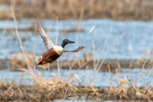 Male Northern Shoveler Taking Off From The Pond.Blackwater National Wildlife Refuge.Maryland.USA
