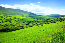 Lush Green Fields Of A Valley In The Countryside Of Ireland. Dingle Peninsula, County Kerry.