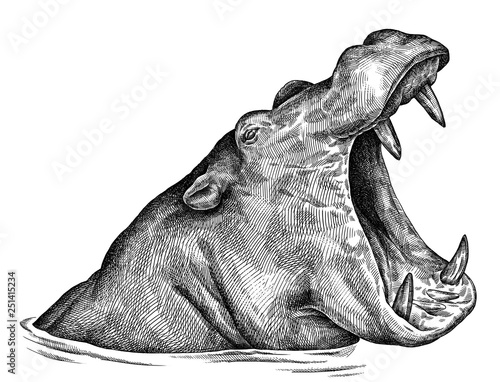 black and white engrave isolated hippo illustration