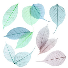 Set Of Decorative Skeleton Leaves On White Background, Top View