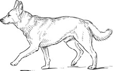 Sketch Of A Striding Shepherd Dog