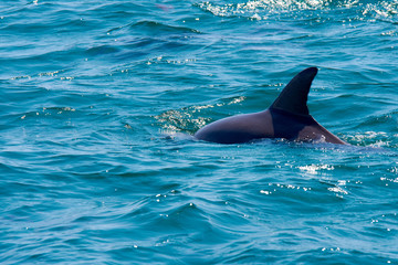 Dolphin floating, jumping and diving in the blue sea