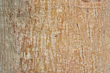 The beautiful pattern of roots and bark skin is black and brown. The wood is used as a background image of nature.