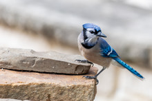 Closeup Of Blue Jay Bird