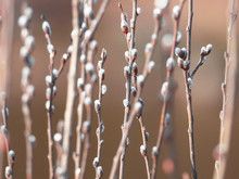 Willow Branches With Buds. Spring Nature Background