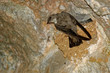 Eurasian Crag Martin - Ptyonoprogne rupestris on the nest in the cave feeding its youngsters