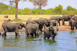 Scenic view of a busy waterhole with a large herd of elephants cooling and bathing to try and keep cool.  There is a natural bushland background. Hwange National Park, Zimbabwe