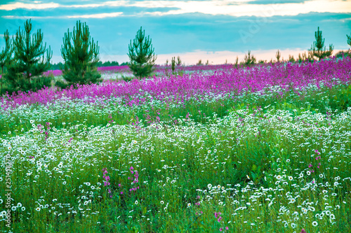 spring landscape with blooming wild flowers