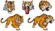 tiger vector set , vector graphic to design
