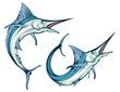 blue marlin fish in different poses , vector graphic to design