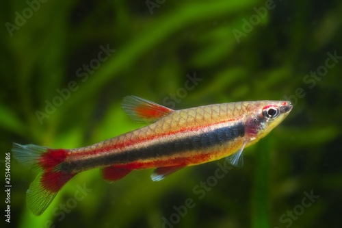 Nannostomus Beckfordi Red Brazilian Ornamental Freshwater Juvenile Pencilfish Side View Nature Biotope Aquarium Aquatic Fauna Stock Foto Adobe Stock