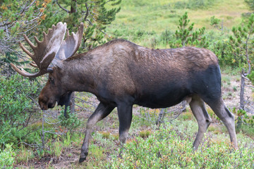 Shiras Moose in Colorado. Shiras are the smallest species of Moose in North America