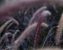 Beautiful Soft Flowers Of Pennisetum Alopecuroides, Chinese Pennisetum, Fountain Grass, Dwarf Fountain Grass, Foxtail Grass In The Natural
