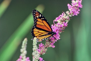 Poster - Wings on Monarch Butterfly resting on purple wildflowers