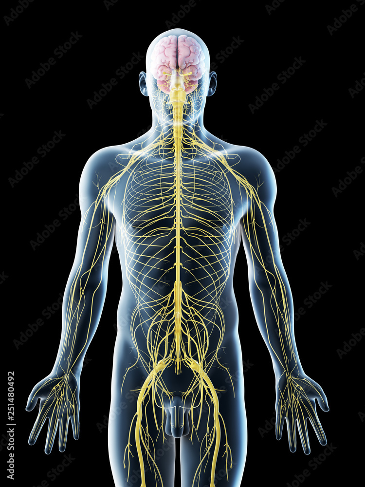 3d rendered illustration of a mans nervous system Stock Illustration ...
