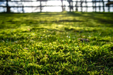 Grass and moss with dewdrops in the morning sun in the backyard, against a blurred background of the fence.