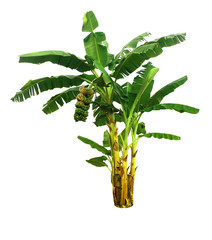 banana tree isolated on white background with clipping paths for garden design.