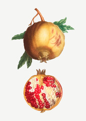 Sticker - Ripe pomegranate fruit