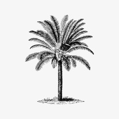 Poster - Tropical palm tree