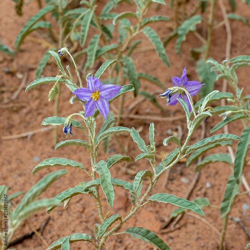 Silverleaf Nightshade A Weed With Spiny Stems And Purple Flowers Stock Photo Adobe Stock