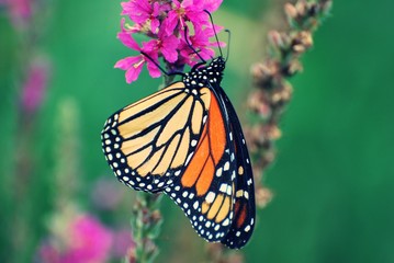 Wall Mural - Close up of Monarch Butterfly resting on purple wildflowers