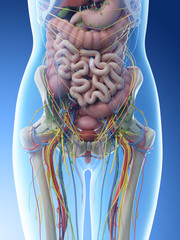 3d rendered illustration of a females abdominal anatomy