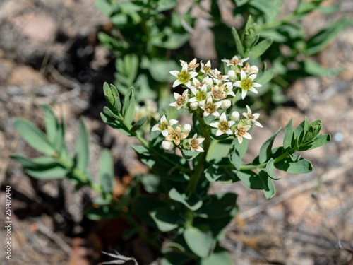 Bastard Toadflax Comandra Umbellata A Western Us Native Wildflower In The Sandalwood Family Santalaceae This One Was Growing In The Clover Mountains Lincoln County Nevada Usa Stock Photo Adobe Stock Bastard Toadflax Comandra Umbellata A Western Us Native Wildflower In The Sandalwood Family Santalaceae This One Was Growing In The Clover Mountains Lincoln County Nevada Usa Stock Photo Adobe Stock