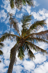 Wall Mural - palm tree and blue sky feel summer breezing holiday  Australia