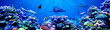 Leinwandbild Motiv Panorama background of beautiful coral reef with marine tropical fish. Whale shark, Hammerhead shark, Zebra shark and sea turtle visited here