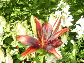  burgundy lilies in the garden