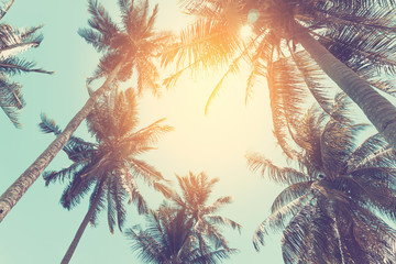 Copy space of tropical palm tree with sun light on sky background.