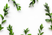 Spring Background With Young Green Plants And Leaves On White Background Top View Copy Space Frame