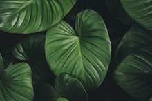 Close Up Tropical Nature Green Leaf Caladium Texture Background.