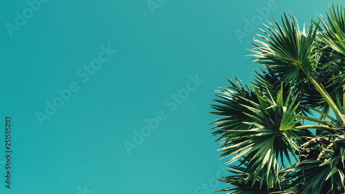 Tropical palm tree with sun light on blue sky and white cloud abstract backgr...