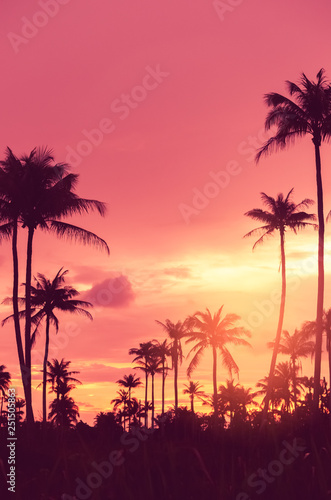 Copy space of tropical palm tree with sun light on sky background.