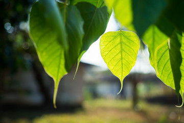 Green Bo leaf close up in daylight.