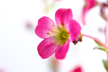 Wall Mural - alpine plant flower saxifraga