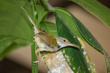 Common Tailor bird ( Orthotomus sutorius ) feeding the baby bird to the nest in the back