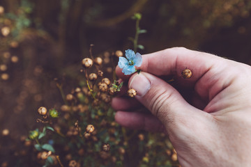 Farmer examining flax plant