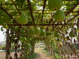 water melon farm