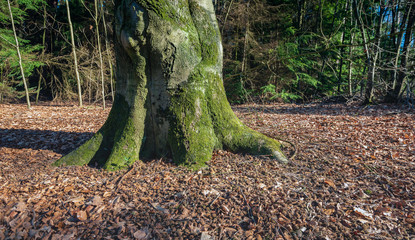 Sticker - Trunk and roots of an old beech tree in a forest. The soil is strewn with fallen leaves and cupules of beech nuts. The photo was taken in the Mastbos in the Dutch city of Breda.