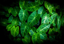 Caladium Bicolor Green Taro Leaf Araceae / Green Plants Water Weeds In Tropical Forest On Dark