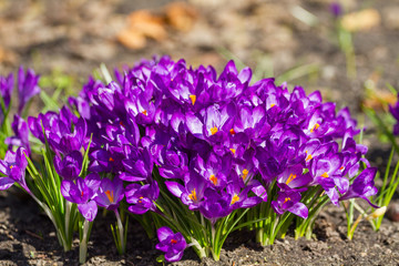 Canvas Print - Many purple crocuses and sunlight