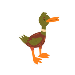 Canvas Print - Cute Male Mallard Duckling Cartoon Character Standing Vector Illustration