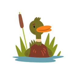 Sticker - Cute Funny Male Mallard Duckling Cartoon Character Swimming in Lake or Pond Vector Illustration