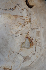 Wall Mural - textures from fossilized wood