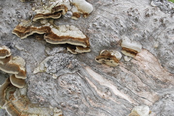 mushroom on bark