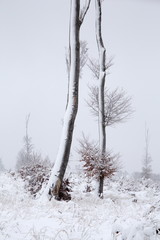 two abandoned trees with naked trunks in foggy winter day