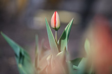 One Light Red Closed Dutch Tulip Bud In Close-up On A Garden Plot On A Grey Blurred Background. Horizontal Photography