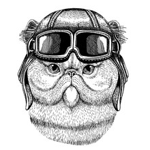Animal Wearing Aviator Helmet With Glasses. Vector Picture. Persian Cat Cute Fuzzy Hand Drawn Image For Tattoo, Emblem, Badge, Logo, Patch